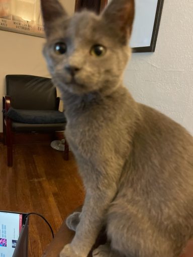Mia Meow