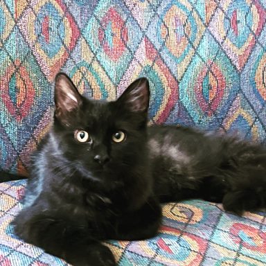 Miss Pudding